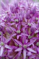 Allium