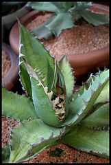 Agave titanota  (3)