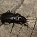 IMG 8342beetle