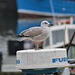 Plymouth, Sutton Harbour, European Herring Gull