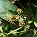 DSCN1958 - caeté-miúdo Ctenanthe marantifolia, Marantaceae