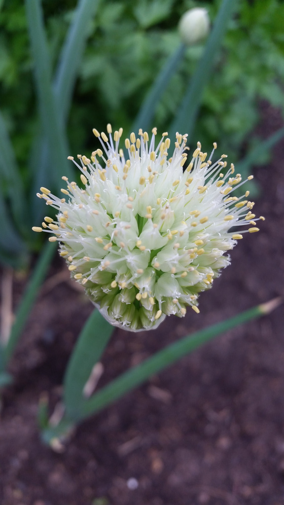 spring onion