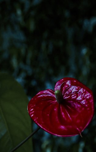 From the Dark