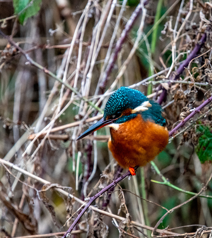 Kingfisher
