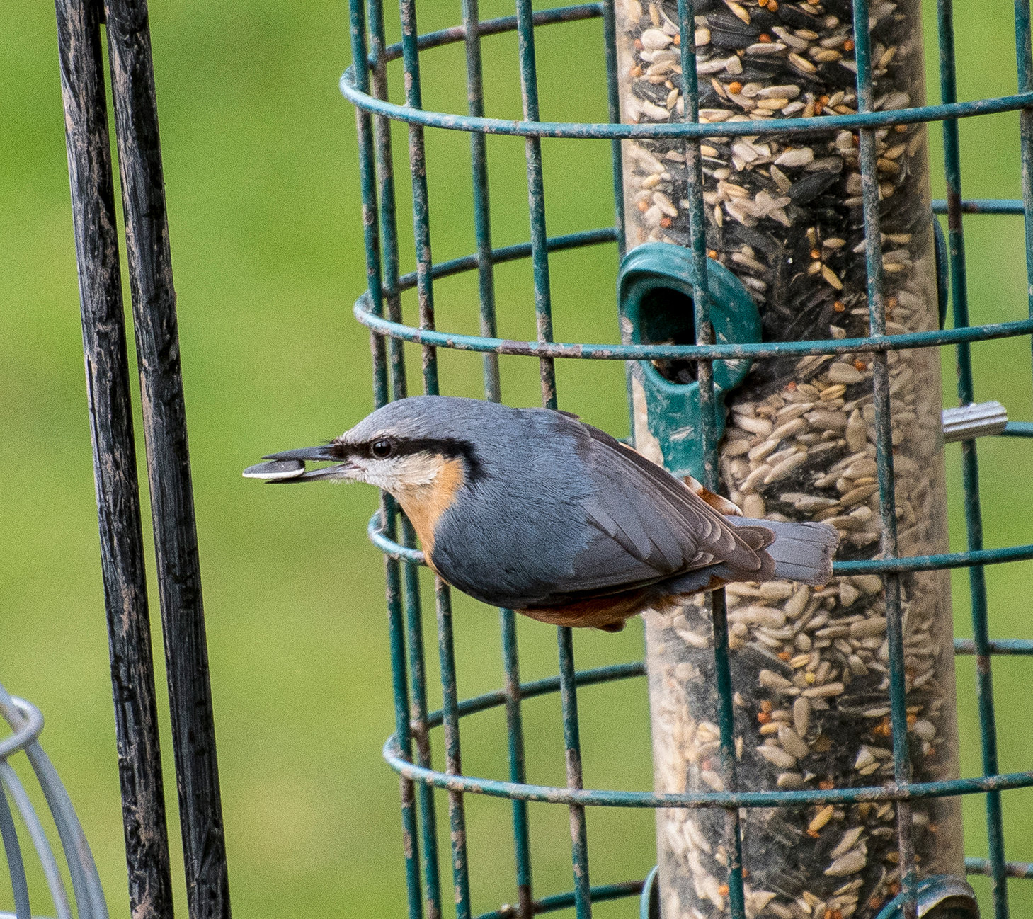 Nuthatch3