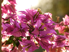 Hojas y flores de bougasnvilias