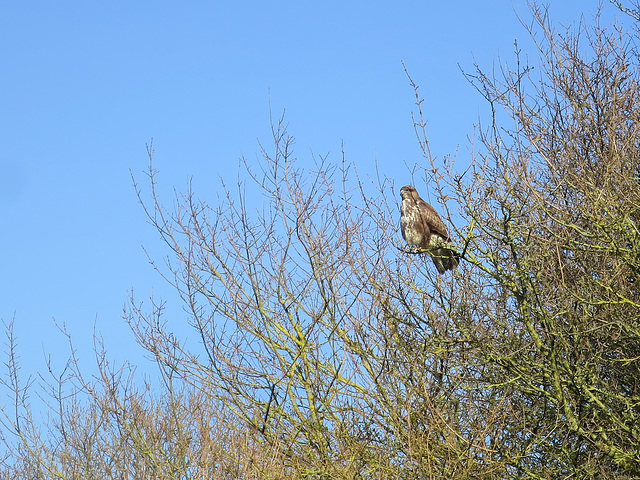 Buzzard watching