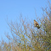 Buzzard watching