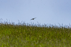 Swallow + flies