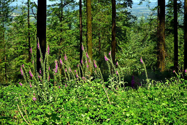 Druley Hill ~ Somerset