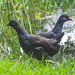 Moorhens on the pond