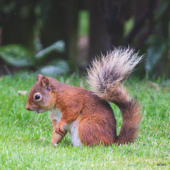 Young Red Squirrel