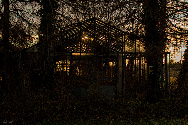 Disused greenhouse.