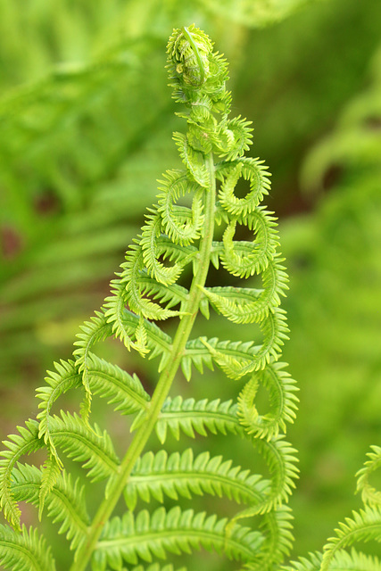 Fern unfolding