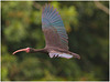 EF7A1666 Bare faced Ibis