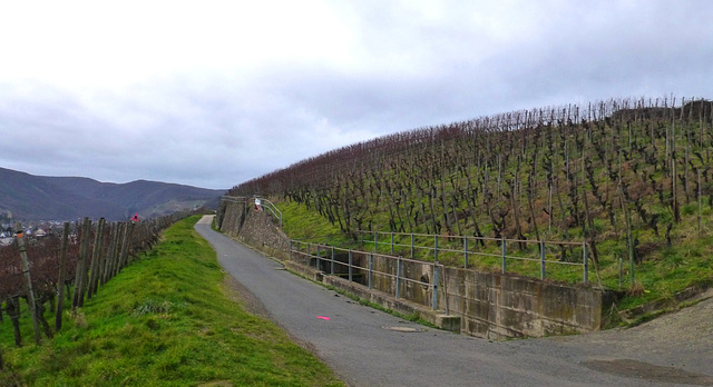 Weinberge im Januar