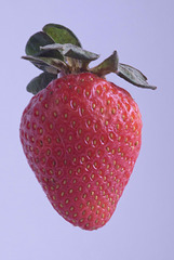 suspended strawberry