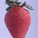 suspended strawberry