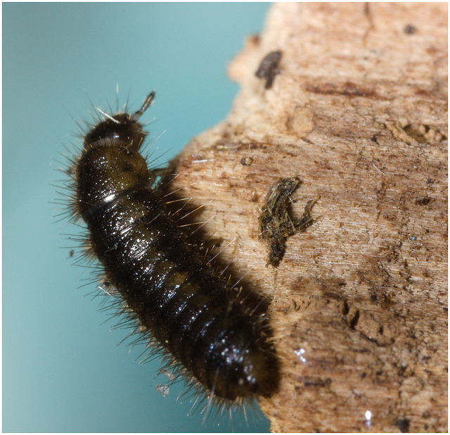 IMG 0369 Beetle larva