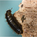 IMG 0369 Beetle larva