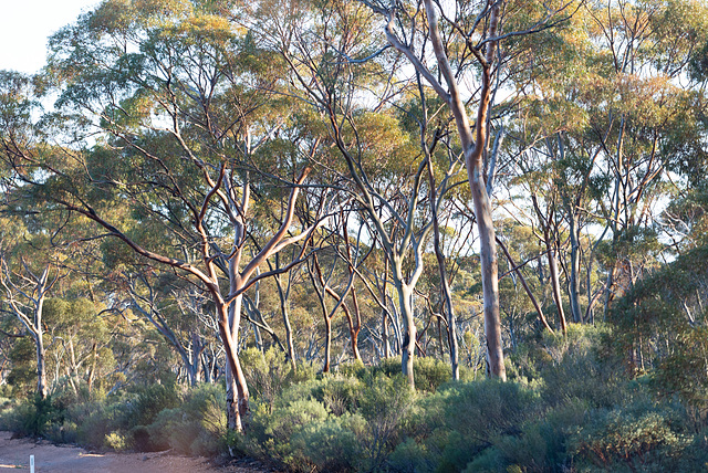 Light through the trees