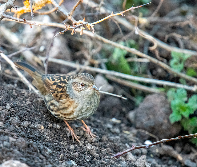 Dunnock
