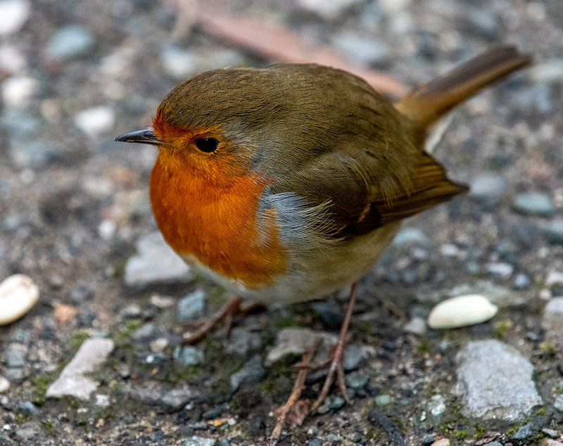 Robin