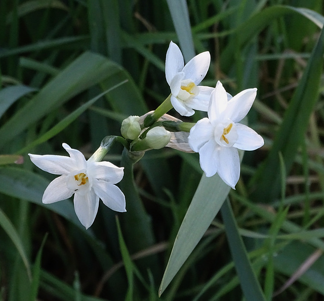 ...les premières narcisses sauvages,ce matin ,ds la colline;très agréable WE...