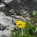 Alpenaurikel am Naturstandort