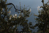 Fallugia paradoxa, Grand Canyon