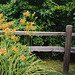 Lilies along a fence