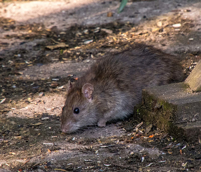 A rat under bird feeders