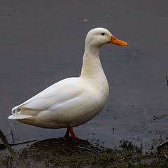 A white duck on the reception pool. Rspb Burton wetlands