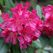 Wissahickon rhododendron