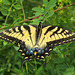 Eastern Tiger Swallowtail (Papilio glaucus), female
