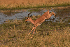 Springing impala.