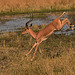 Springing impala.