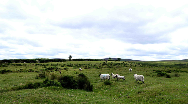 Dartmoor