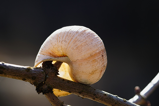 Schneckenkunst - Snail art