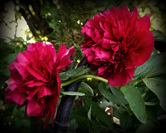 Pivoine lactiflora (Paeonia x lactiflora )