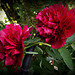 Pivoine lactiflora (Paeonia x lactiflora )