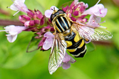 20140714 3958VRMw [D~LIP] Gemeine Sumpfschwebfliege (Helophilus pendulus), UWZ, Bad Salzuflen