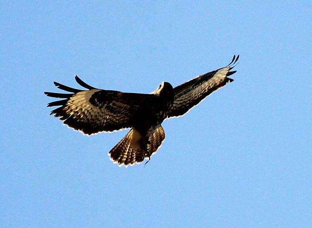 Hoch oben zieht der Bussard seine Kreise