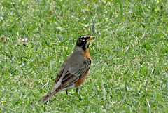 American Robin (Male)