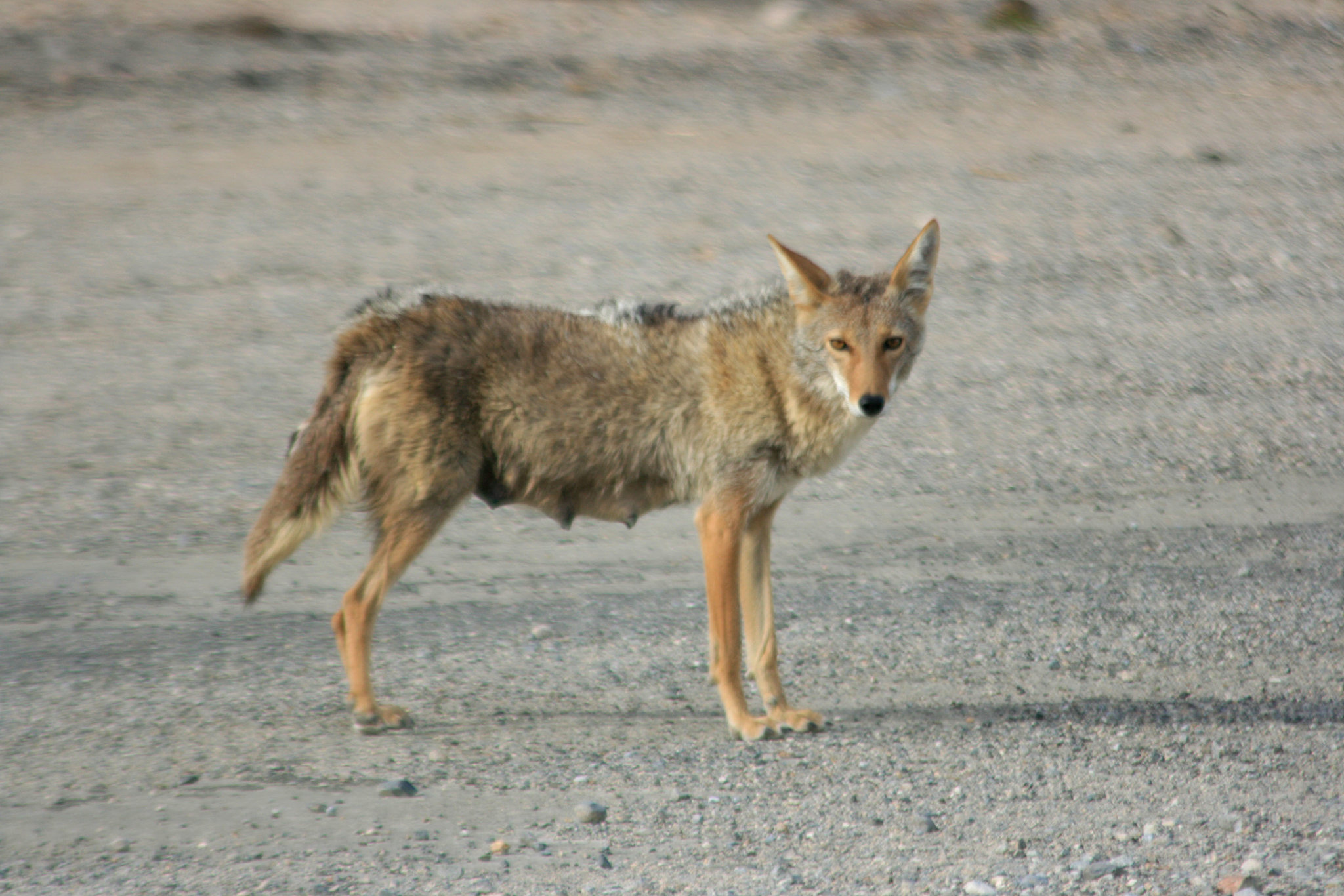 Mama Coyote