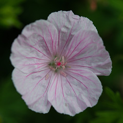 Geranium