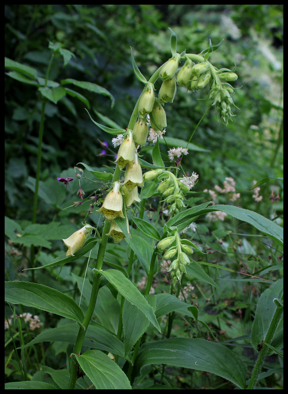 Digitalis grandiflora (1)