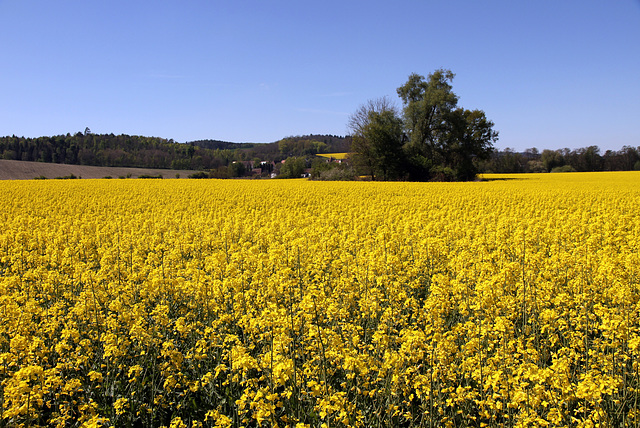 Rapsfeld