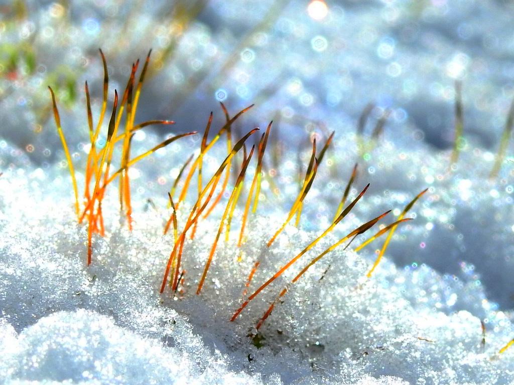 teardrops in snow