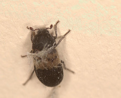Beetle EF7A4711